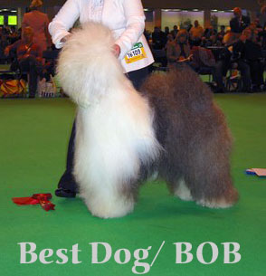 BOBbestdog BOBbestdog