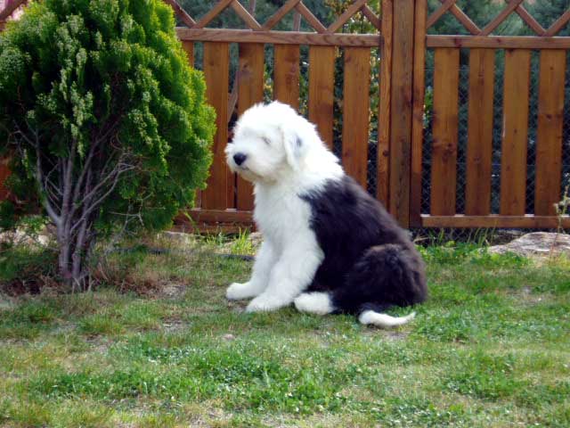 B%B4Surprise-13-weeks4