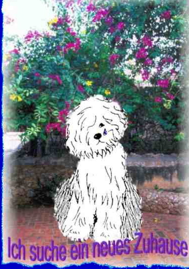 Bild_468bobtail_in_not