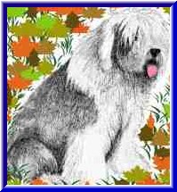 Bobtail_in_Herbst_Kopiegermany