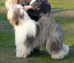 Championklasse-H-1 Championklasse-H-1