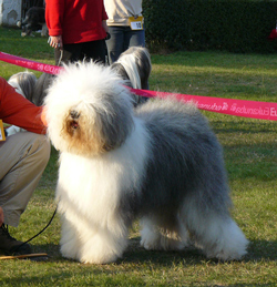 Championklasse-H-2 Championklasse-H-2