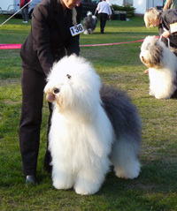 Championklasse-H-3 Championklasse-H-3