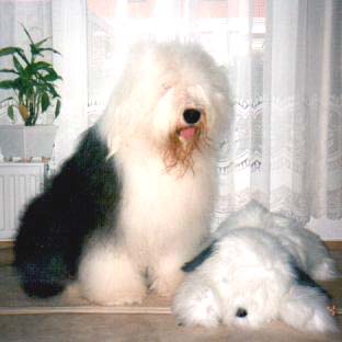 FREDDY-PL�SCHTI0001