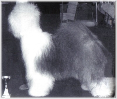 Freeborn Frenzi from W