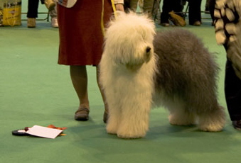 MEISAN MOONLIGHT SERENADE JW