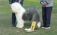 Offene-Klasse-H-1 Offene-Klasse-H-1