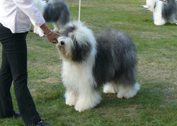 Offene-Klasse-H-2 Offene-Klasse-H-2