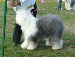 Offene-Klasse-H-4 Offene-Klasse-H-4