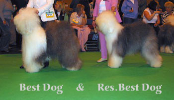 best dog und res best dog