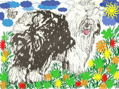 bobtailaufderblumenwiese