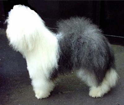 Angel Eddi from Stone