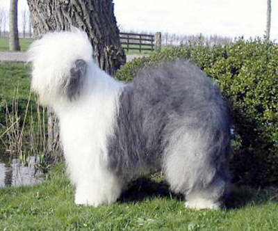 Jasmist-Tunnel in Love