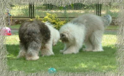 PAULUPITTziehenamgartenschlauch