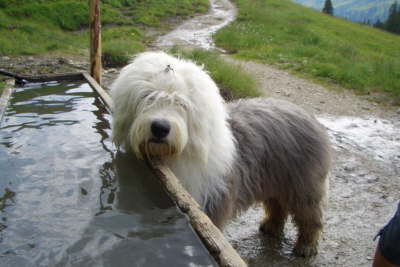 TannheimerTalDreiH�ttenWanderung(76)