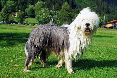 TannheimerTalundKrinnenAlm24