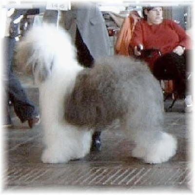 Angel Bonetti from Stone