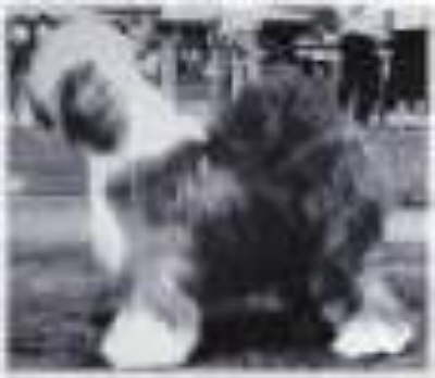 Blue Granada vom Karthauser Hain