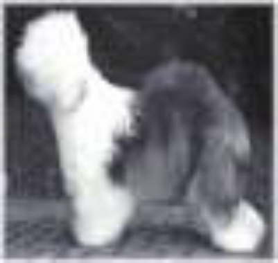 Pennylane Laguna di Lenti