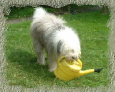 pittmitseinergelbengiesskanne