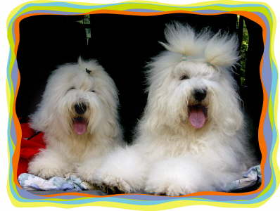 db_maxukalliimrahmen Kopie1