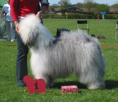 downloadhornpivotiruede