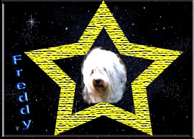 gedenkstern freddy