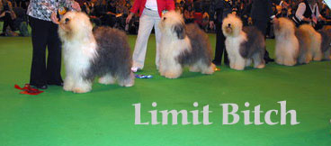 limitbitch limitbitch