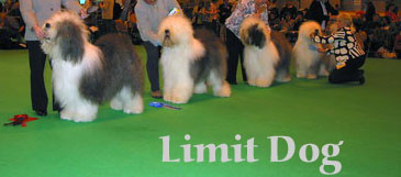 limitdog limitdog