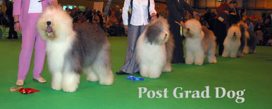 post grrad dog post grrad dog