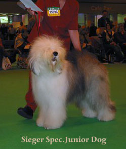 sieger specjuniordog