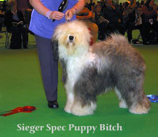 siegerspecpuppybitch