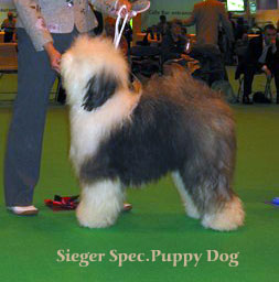 siegerspecpuppydog
