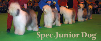 specjuniordog specjuniordog