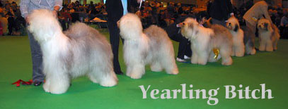 yearling bitch yearling bitch