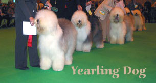 yearlingdog yearlingdog